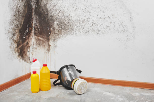 Best Mold Cleaning Services  in Fabens, TX