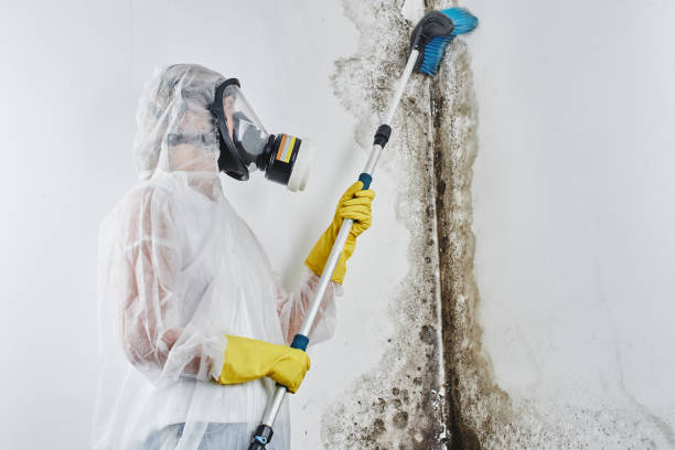 Mold Testing and Removal in Fabens, TX
