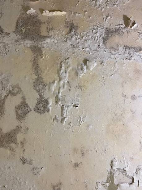 Best Mold Removal Company Near Me  in Fabens, TX