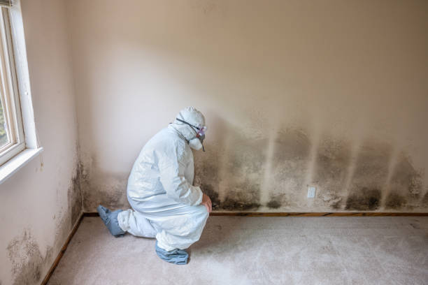 Best Toxic Mold Removal  in Fabens, TX