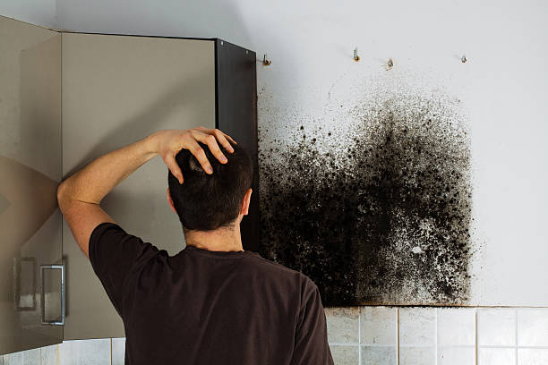 Best Mold Remediation  in Fabens, TX
