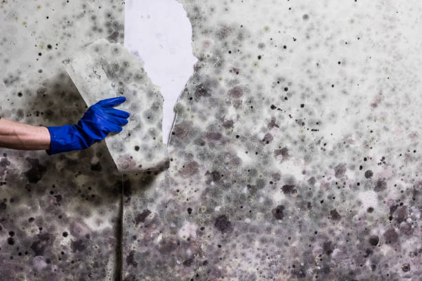 Best Mold Testing and Removal  in Fabens, TX