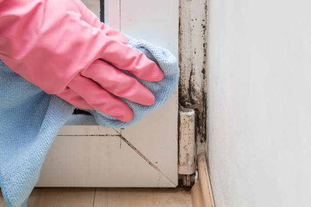 Best Mold Testing  in Fabens, TX