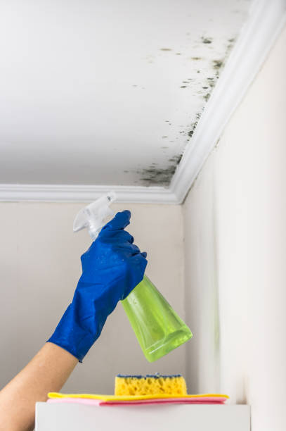 Best Residential Mold Removal  in Fabens, TX