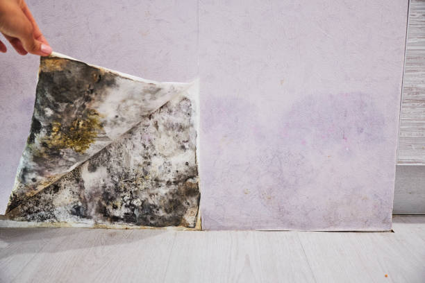 Best Same-Day Mold Removal  in Fabens, TX